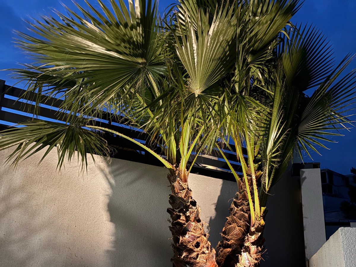 Palms lit up in the villa's garden after sunset